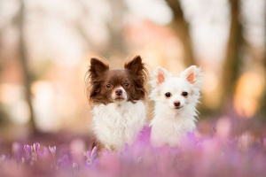 Чихуахуа породи щенята - як вибрати? Чихуахуа породи щенята - як вибрати?